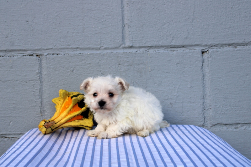 puppy, for, sale, Maltese, Matthew B. Stoltzfus, dog, breeder, Gap, PA, dog-breeder, puppy-for-sale, forsale, nearby, find, puppyfind, locator, puppylocator, aca